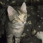 Kot do adopcji, Pionki, 3 lutego 2026