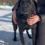 Pies do adopcji, Głowno, 2 lutego 2026