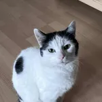 Zaginął kot, Łódź, 3 lutego 2026