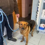 Pies do adopcji, Zgierz, 2 lutego 2026