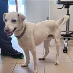 Znaleziono psa, Grudziądz, 2 lutego 2026