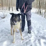 Pies do adopcji, Platerówka, 4 lutego 2026