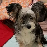 Znaleziono psa, Olsztyn, 3 lutego 2026