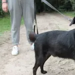 Pies do adopcji, Oborniki, 7 stycznia 2026