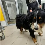 Znaleziono psa, Grudziądz, 30 stycznia 2026