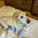 Znaleziono psa, Chojnice, 3 lutego 2026