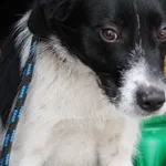 Pies do adopcji, Oborniki, 9 stycznia 2026