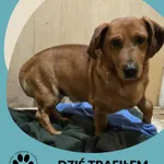 Znaleziono psa, Dąbrówka, 31 stycznia 2026