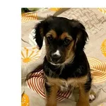 Znaleziono psa, Wrocław, 4 stycznia 2025