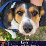 Pies do adopcji, Dębniak, 25 sierpnia 2025