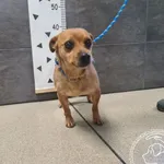 Znaleziono psa, Chełmek, 4 lutego 2026