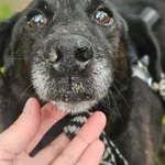 Pies do adopcji, Oborniki, 7 stycznia 2026