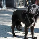 Pies do adopcji, Oborniki, 27 września 2024