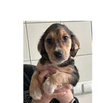 Znaleziono psa, Wrocław, 4 stycznia 2025