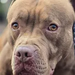 Pies do adopcji, Oborniki, 15 stycznia 2026