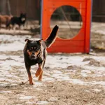 Pies do adopcji, Czartki, 4 lutego 2026