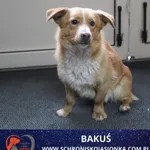 Znaleziono psa, Dębniak, 4 lutego 2026