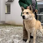 Pies do adopcji, Kraków, 18 stycznia 2026