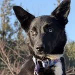 Pies do adopcji, Pieczyska, 5 lutego 2026