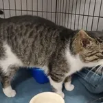 Znaleziono kota, Toruń, 2 lutego 2026