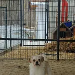 Pies do adopcji, Milanówek, 15 lutego 2026