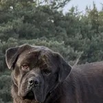 Imię: Moro Chip: 616093903208597 Płeć : samiec Wiek: styczeń 2021 Wielkość: średni Kastracja/sterylizacja:  Tak Inne Psy:  Akceptuje towarzystwo suczek i psów Dzieci: W wieku szkolnym Moro to przesymp