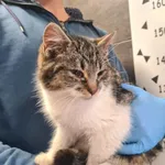 Znaleziono kota, Chełmek, 5 lutego 2026