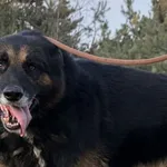 Pies do adopcji, Pieczyska, 5 lutego 2026