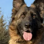 Pies do adopcji, Pieczyska, 5 lutego 2026