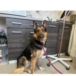 Znaleziono psa, Białystok, 5 lutego 2026