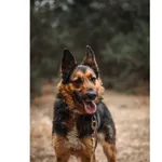 Znaleziono psa, Białystok, 5 lutego 2026