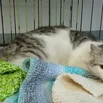 Znaleziono kota, Toruń, 2 lutego 2026