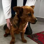 Znaleziono psa, Toruń, 31 stycznia 2026