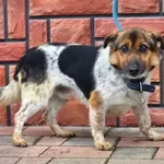 Pies do adopcji, Ropczyce, 5 lutego 2026