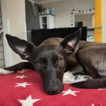 Znaleziono psa, Toruń, 2 lutego 2026