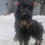 Pies do adopcji, Zgierz, 5 lutego 2026