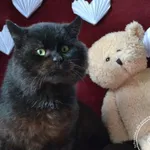 Kot do adopcji, Chełmek, 26 grudnia 2025