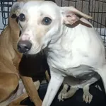 Znaleziono psa, Toruń, 29 stycznia 2026