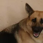 Pies do adopcji, Tatary, 18 sierpnia 2021