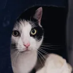 Kot do adopcji, Częstochowa, 31 lipca 2025