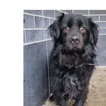 Znaleziono psa, Wrocław, 3 lutego 2026