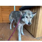 Znaleziono psa, Białystok, 5 lutego 2026