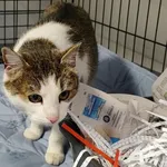 Znaleziono kota, Toruń, 2 lutego 2026