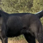 Imię: Mokka Chip: 616093903208714 Płeć : samica 2023 Wiek: styczeń Wielkość: średnia Kastracja/sterylizacja:  Tak Inne Psy:  Akceptuje towarzystwo suczek i psów Dzieci: W wieku szkolnym Mokka to energ