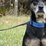 Pies do adopcji, Pieczyska, 5 lutego 2026