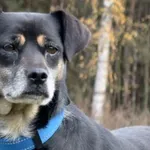 Pies do adopcji, Pieczyska, 5 lutego 2026