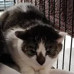 Znaleziono kota, Toruń, 1 lutego 2026