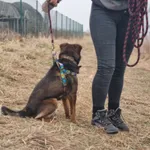 Pies do adopcji, Żywiec, 4 lutego 2026