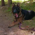 Pies do adopcji, Olsztyn, 10 sierpnia 2024