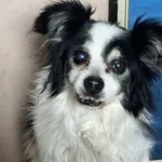 Pies do adopcji, Głowno, 3 lutego 2026